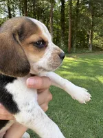 Precious , a female Beagle for sale in Linwood, NC – 3 of 4