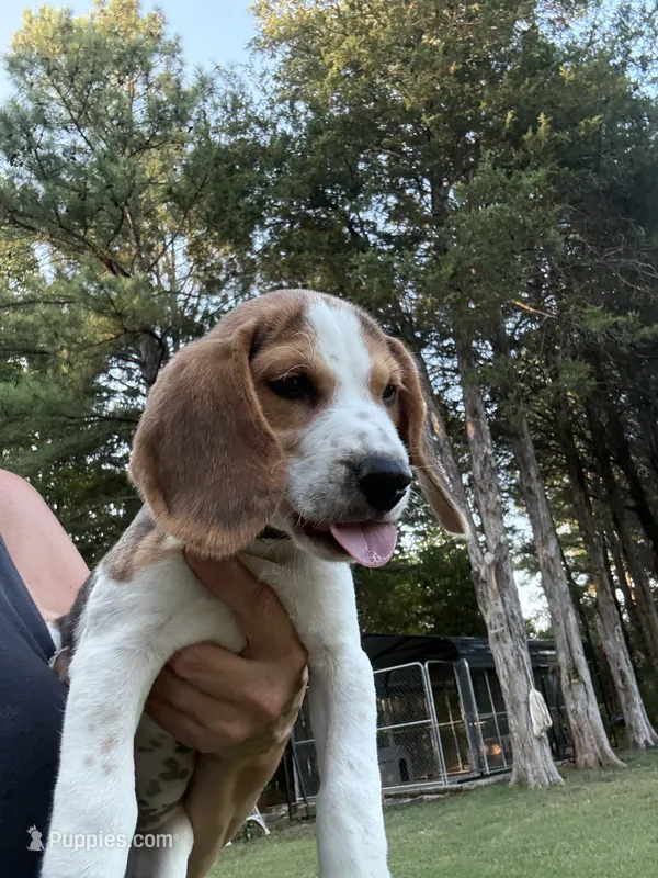 Mack  – Beagle puppy for sale in Linwood, NC