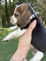 Precious , a female Beagle for sale in Linwood, NC – 4 of 4