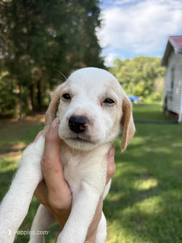Zeus – Beagle puppy for sale in Linwood, NC