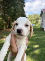 Zeus, a male Beagle for sale in Linwood, NC – 1 of 4