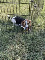Mack , a male Beagle for sale in Linwood, NC – 8 of 9