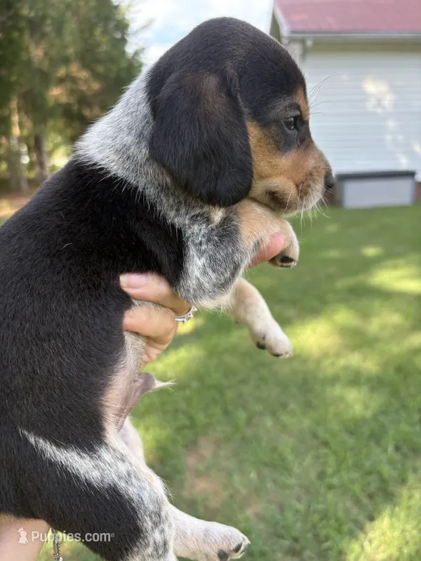 Blu – Beagle puppy for sale in Linwood, NC