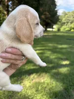 Zeus, a male Beagle for sale in Linwood, NC – 4 of 4