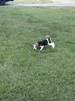 Mack , a male Beagle for sale in Linwood, NC – 4 of 9