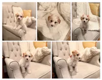 IVORY, a female Poodle - Toy  for sale in Milpitas, CA – 2 of 2