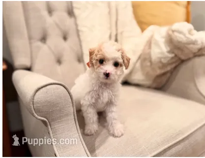IVORY – Poodle - Toy  puppy for sale in Milpitas, CA