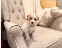 IVORY, a female Poodle - Toy  for sale in Milpitas, CA – 1 of 2