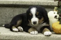Jelly Bean, a female Bernese Mountain Dog for sale in Oakland, MD – 2 of 4