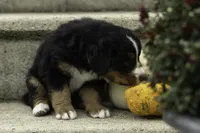 Charlie, a male Bernese Mountain Dog for sale in Oakland, MD – 2 of 5