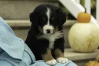 Honey, a female Bernese Mountain Dog for sale in Oakland, MD – 3 of 6