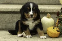 Waffle, a female Bernese Mountain Dog for sale in Oakland, MD – 1 of 4