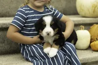 Cleo, a female Bernese Mountain Dog for sale in Oakland, MD – 3 of 5