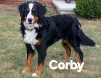 Max, a male Bernese Mountain Dog for sale in Oakland, MD – 5 of 5