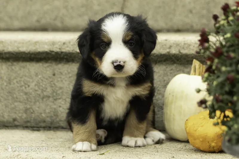 Maverick – Bernese Mountain Dog puppy for sale in Oakland, MD