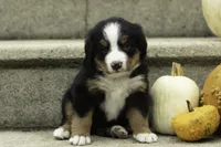 Jelly Bean, a female Bernese Mountain Dog for sale in Oakland, MD – 1 of 4