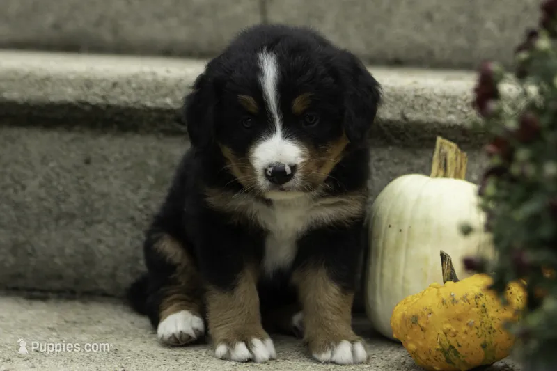 Charlie – Bernese Mountain Dog puppy for sale in Oakland, MD
