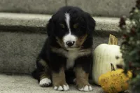 Charlie, a male Bernese Mountain Dog for sale in Oakland, MD – 1 of 5