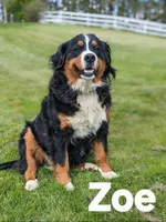 Waffle, a female Bernese Mountain Dog for sale in Oakland, MD – 4 of 4