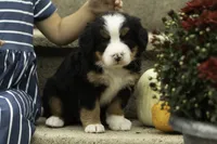 Cleo, a female Bernese Mountain Dog for sale in Oakland, MD – 2 of 5