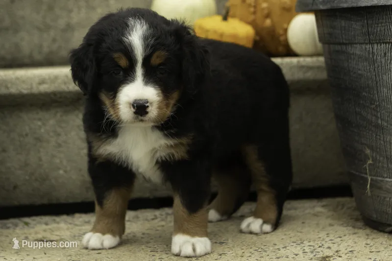 Honey – Bernese Mountain Dog puppy for sale in Oakland, MD