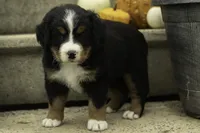 Honey, a female Bernese Mountain Dog for sale in Oakland, MD – 1 of 6