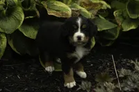Honey, a female Bernese Mountain Dog for sale in Oakland, MD – 4 of 6