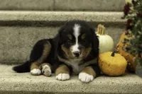 Waffle, a female Bernese Mountain Dog for sale in Oakland, MD – 2 of 4