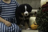 Max, a male Bernese Mountain Dog for sale in Oakland, MD – 3 of 5