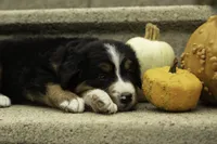 Harley , a male Bernese Mountain Dog for sale in Oakland, MD – 4 of 6