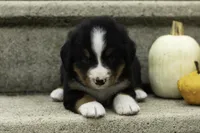 Pierce, a male Bernese Mountain Dog for sale in Oakland, MD – 2 of 4