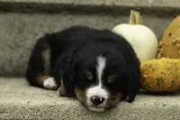 Charlie, a male Bernese Mountain Dog for sale in Oakland, MD – 3 of 5