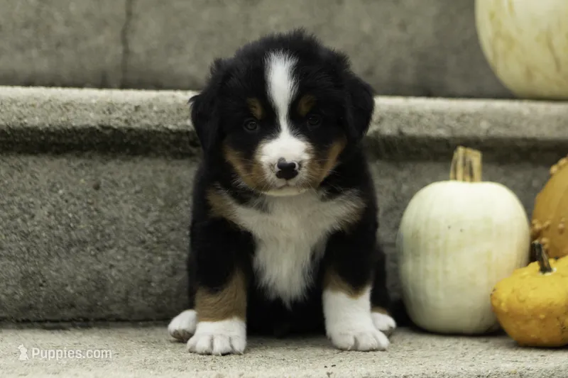 Pierce – Bernese Mountain Dog puppy for sale in Oakland, MD
