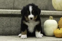 Pierce, a male Bernese Mountain Dog for sale in Oakland, MD – 1 of 4