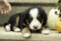 Maverick, a male Bernese Mountain Dog for sale in Oakland, MD – 2 of 4