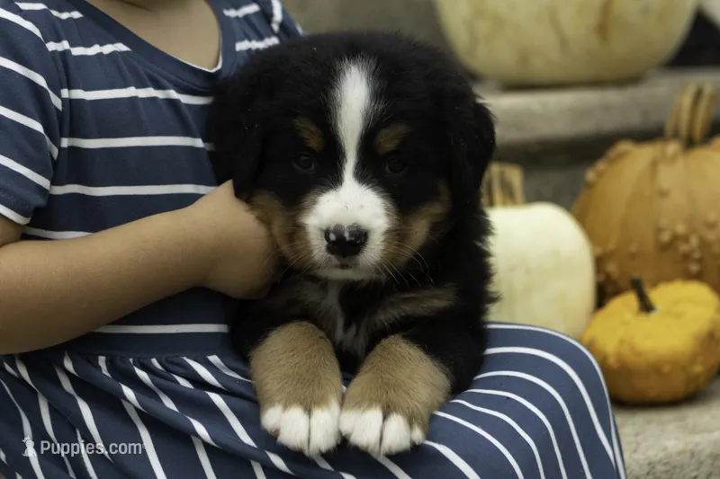 Max – Bernese Mountain Dog puppy for sale in Oakland, MD