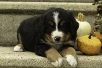 Harley , a male Bernese Mountain Dog for sale in Oakland, MD – 2 of 6