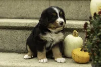 Harley , a male Bernese Mountain Dog for sale in Oakland, MD – 1 of 6