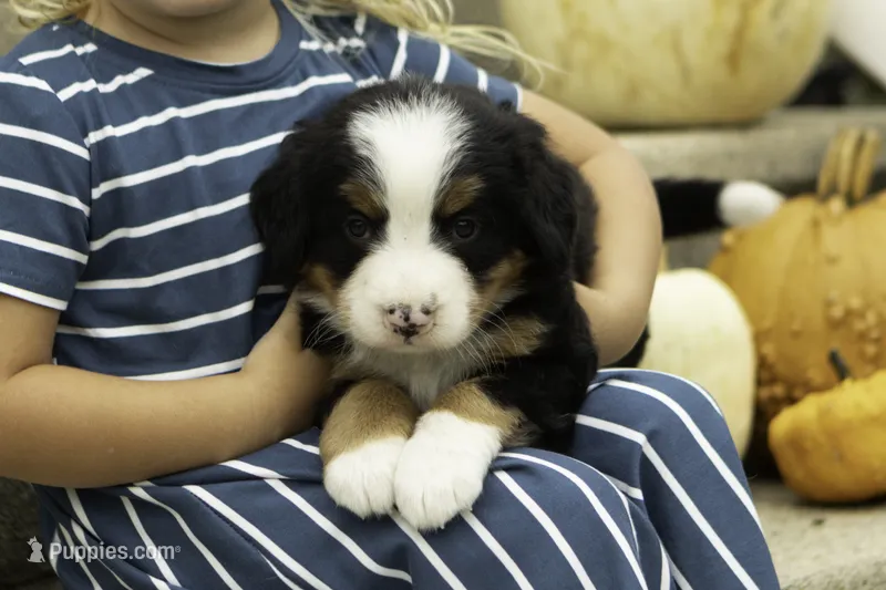 Cleo – Bernese Mountain Dog puppy for sale in Oakland, MD