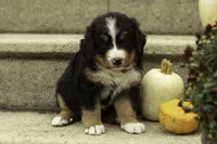 Harley , a male Bernese Mountain Dog for sale in Oakland, MD – 3 of 6