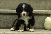 Honey, a female Bernese Mountain Dog for sale in Oakland, MD – 2 of 6
