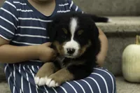 Max, a male Bernese Mountain Dog for sale in Oakland, MD – 2 of 5