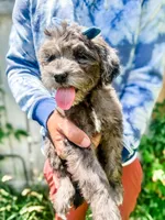 Dolly, a female Goldendoodle for sale in Mountain Home, ID – 3 of 4