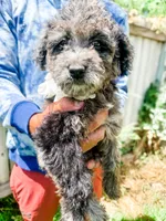 Lainey, a female Goldendoodle for sale in Mountain Home, ID – 3 of 4