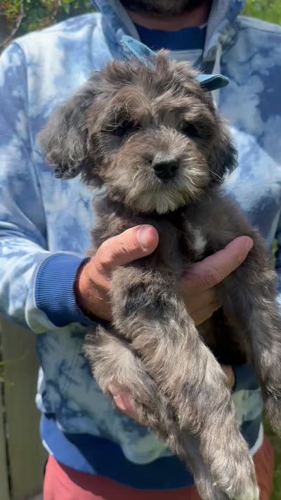 Dolly, a female Goldendoodle for sale in Mountain Home, ID – 4 of 4