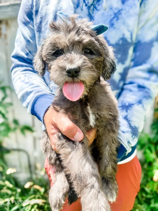 Dolly – Goldendoodle puppy for sale in Mountain Home, ID