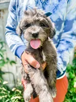 Dolly, a female Goldendoodle for sale in Mountain Home, ID – 1 of 4
