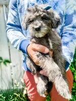 Dolly, a female Goldendoodle for sale in Mountain Home, ID – 2 of 4