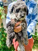 Lainey, a female Goldendoodle for sale in Mountain Home, ID – 2 of 4
