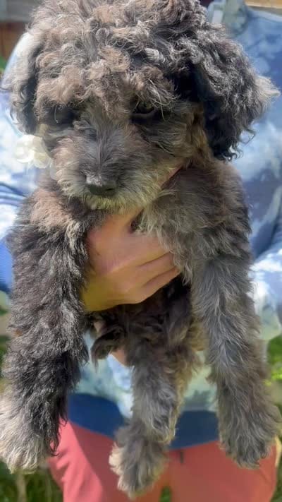 Lainey, a female Goldendoodle for sale in Mountain Home, ID – 4 of 4